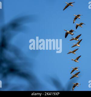 Mixed flock of Canada geese (Branta canadensis) and greylag geese (Anser anser) flying formation against a blue sky, UK Stock Photo