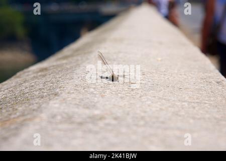Dragonfly sitting on a wall Stock Photo