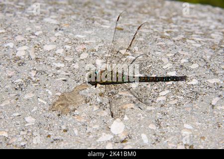 Dragonfly sitting on a wall Stock Photo