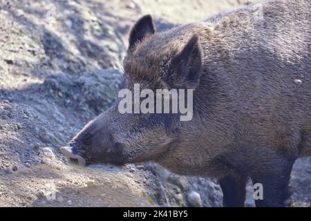 Wilde pig close to camera in muddy woodland. Stock Photo