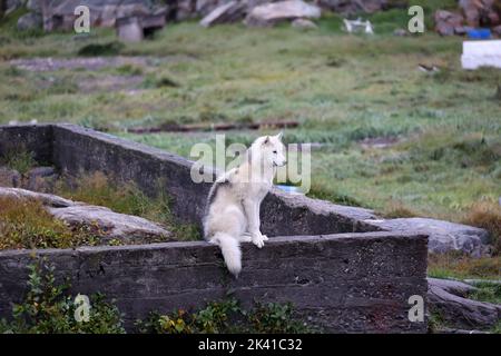 Husky, sled dog on a wall in Greenland Stock Photo