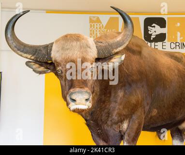 A visit to the Biopark, a zoological park in the heart of Rome in Villa Borghese. In this photo in particular: one stuffed bull Stock Photo