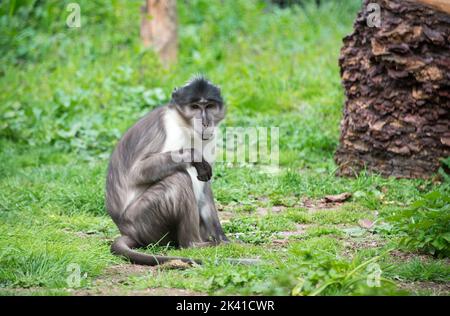 Long-tailed macaque Stock Photo