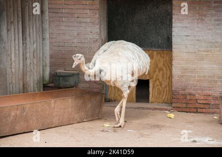 Shot of One Ostrich Stock Photo