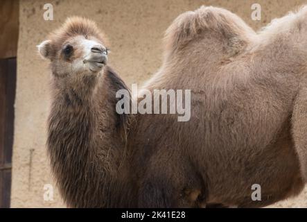 Brown camel with two humps Stock Photo