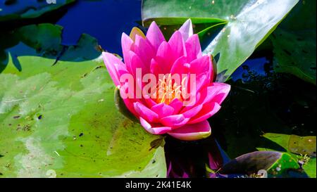 Beautiful red water lily flowers in a small Latvian lake. Stock Photo