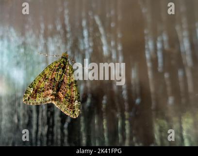 A stunning red-green carpet moth (Chloroclysta siterata) found on a front door, Yorkshire, England, UK wildlife Stock Photo