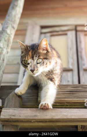 Vertical low angle view of green eye cat going down the stairs of a tree house with light from side Stock Photo