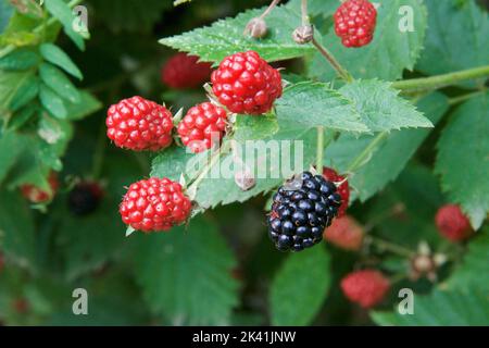 Dewberries on a shrub. Macro shot Stock Photo