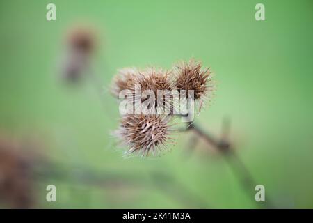 A dried up Thistle in the winter months. Stock Photo