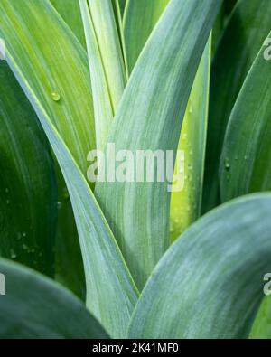 Closeup view of tropical agave leaves with rain drops in natural outdoor light Stock Photo