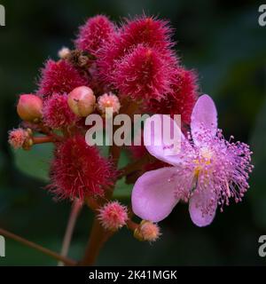 Closeup view of pink achiote or bixa orellana flowers and young red fruits on dark natural background Stock Photo