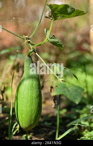 Luffa cylindrica, tropical vine plant fruit used as scrubbing sponge in bathrooms and kitchens. Stock Photo
