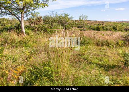 Tall wild grasses on Winsford Hill in Exmoor National Park, Somerset UK Stock Photo