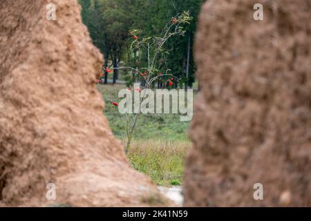 Close-up background of the wall of an old house made of clay mixed with straw. The old way of building. A clay wall made of straw and mud. In the midd Stock Photo