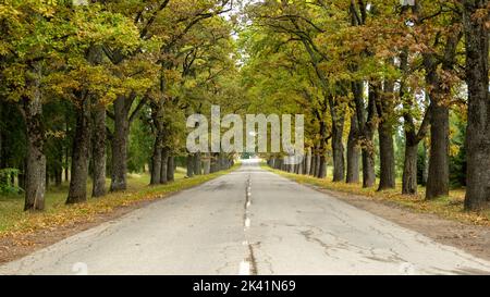 asphalt road with beautiful trees on the sides in autumn Stock Photo