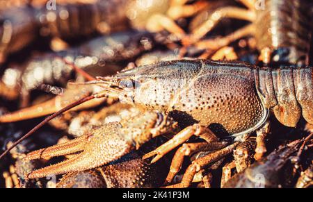 Cancers on the background of crayfish. Large lobster. One large river crayfish. Huge Lobster Stock Photo