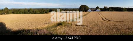 Golden wheat field with danish barn in background on sunny afternoon viewed from public footpath, Munkerup, Zealand, Denmark, Europe Stock Photo