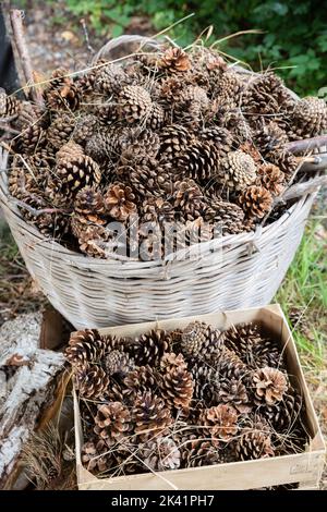 Pine cones in wicker basket Stock Photo