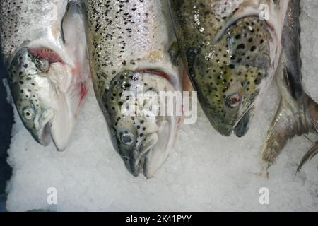 raw tuna fish on ice close up  Stock Photo