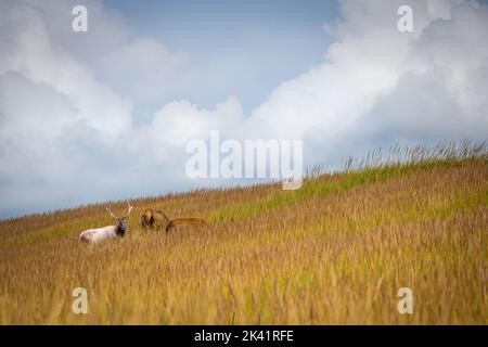A bull elk and two cows grazing in a field of tall grass Stock Photo