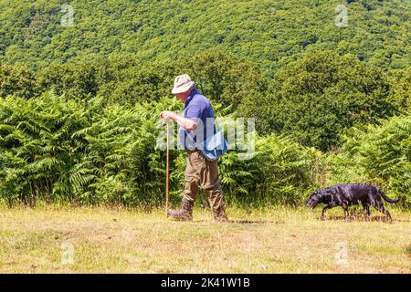 A solitary walker exercising his dog on a public bridleway at Cloutsham in Exmoor National Park, Somerset UK Stock Photo