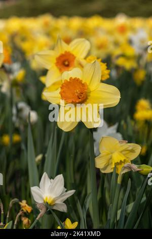 Narcissus daffodil blooming yellow and orange flowers in spring, flowering perennial plant of the amaryllis family Amaryllidaceae, shallow depth of fi Stock Photo