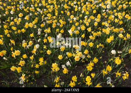 Field of Narcissus daffodil blooming flowers in spring, flowering perennial plant of the amaryllis family Amaryllidaceae. Stock Photo
