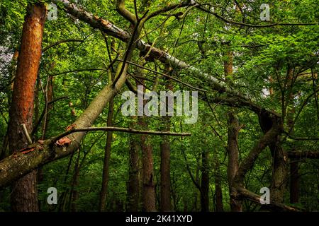 Mixed forest serene scenery with broken trees supporting each other from falling to the ground and dense green foliage, Masovia region in Poland. Stock Photo