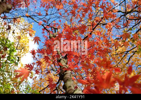 Bright and colourful Japanese maple leaves during the autumn, Stock Photo