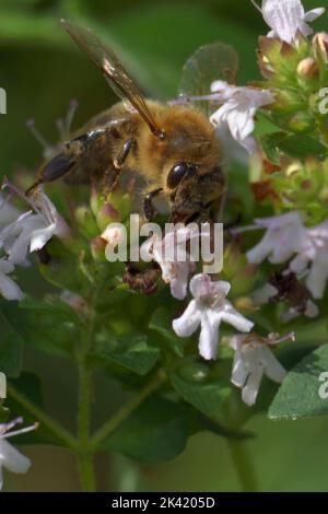 The bee collects pollen from oregano flowers Stock Photo