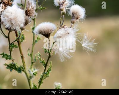 Thistles shedding their seeds, Ambleside, UK. Stock Photo