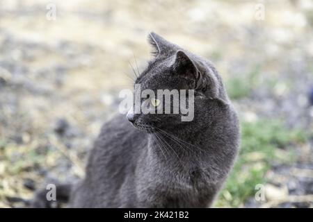 Detail of exotic cat hard to find, domestic pet with pedigree Stock Photo