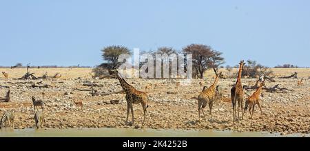 Panoramic image of a vibrant waterhole with giraffe's, Zebra's, Springbok and Kudu against a natural bushveld background.  Heat Haze is slightly visib Stock Photo