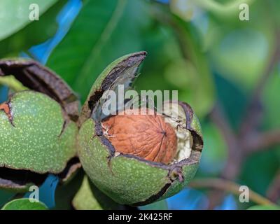 Walnuts on the tree in a closeup Stock Photo