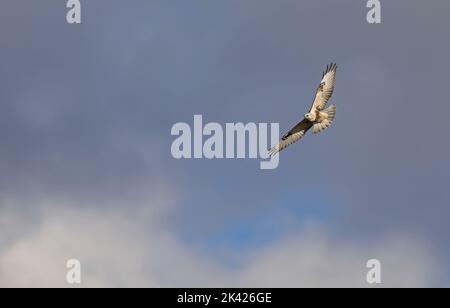 Rough-legged buzzard, flying buzzard Stock Photo