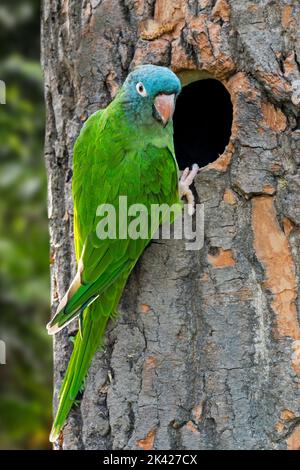 Blue-crowned parakeet / blue-crowned conure / sharp-tailed conure (Thectocercus acuticaudatus) at nest in tree, Neotropical parrot of South America Stock Photo