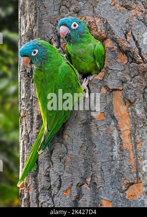 Blue-crowned parakeet / blue-crowned conure / sharp-tailed conure (Thectocercus acuticaudatus) pair at nest in tree, South American Neotropical parrot Stock Photo