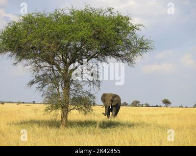 An Elephant on the Move in the Serengeti National Park Stock Photo