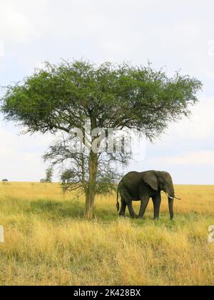 An Elephant on the Move in the Serengeti National Park Stock Photo