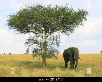 An Elephant on the Move in the Serengeti National Park Stock Photo