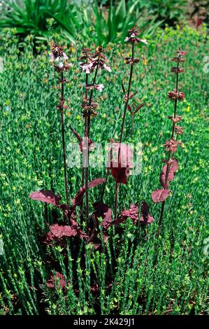 lyre-leaf sage (Salvia lyrata cv. Purple knockout); Lamiaceae; perennial herb; purple leaves Stock Photo