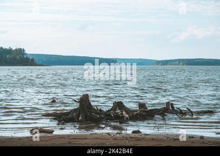 Dead dry snags and trees in the lake. Ecological problems and structures from the plant Stock Photo