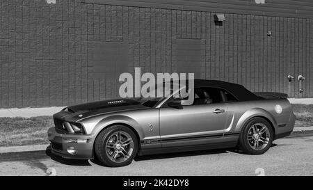 FERNDALE, MI/USA - AUGUST 17, 2019: A 2007 Shelby GT500 Super Snake car at 'Mustang Alley', Woodward Dream Cruise. Stock Photo