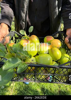 Harvesting apple. A farmer carries a crate of organic apples picked in an orchard. Vertical shot Stock Photo