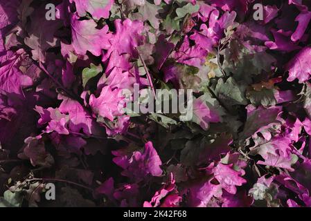 Oak green branch and leaves creatively painted with spray paint by the artist in bright pink color. Symbol of immortality and stability. Stock Photo