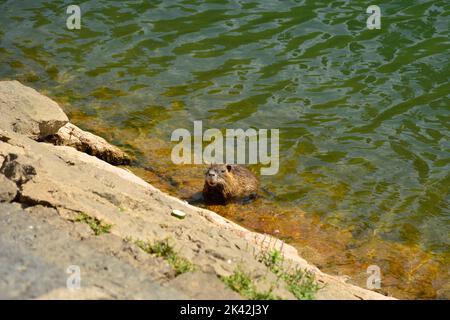 A nutria, a semiaquatic herbivore rodent also called coypu, swimming in the waters of the Ljubljanici River in central Ljubliana, Slovenia Stock Photo