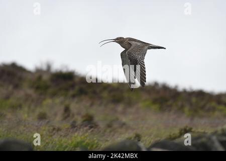 Numenius arquata, Eurasian curlew Stock Photo