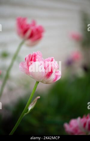 double pink peony tulip angelique close up Stock Photo