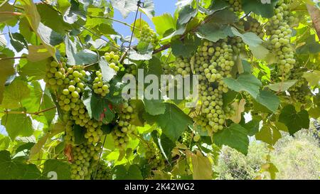 Bunches of grapes in the rows in vineyard.  Stock Photo